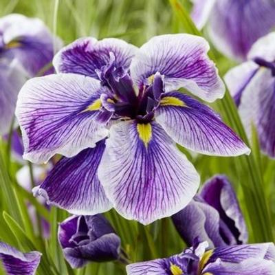 Iris ensata 'Dinner Plate Sundae'